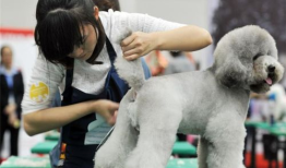 让宠物变身时尚达人的宠物美容工具