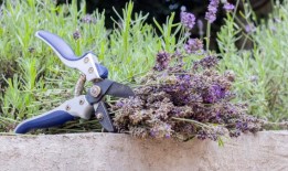 为什么薰衣草会枯萎？我们这样做是出于好意，但实际上我们只会伤害它