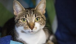 皇家防止虐待动物协会欢迎两位新的董事会成员