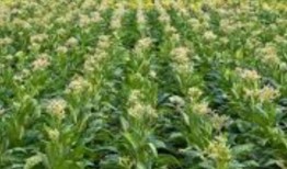 启动首个数字农业普查计划