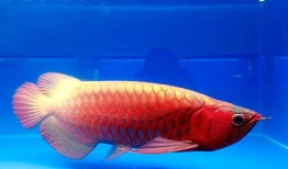 快查：有没有一些克琅村民吃了从养鱼池里逃出来的龙鱼？