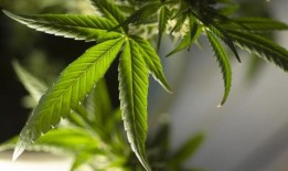 亚历克斯·兰金：毒品司机需要大麻来对付“具有挑战性的”女儿