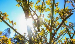 高温、潮湿和飓风：阿拉巴马州的园丁们要应对所有这些问题