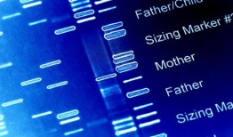 新的计算机程序帮助发现血型基因中的1000个新突变
