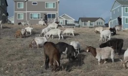 Babi Yar Park：前总统吉米·卡特如何使丹佛纪念成为可能