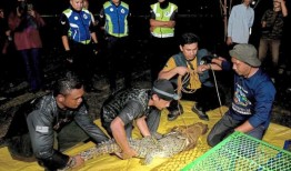 湖中发现的鳄鱼的起源是个大谜团