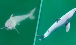 首次发现新生大白鲨