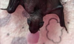 你如何喂养受伤的浣熊和被遗弃的蝙蝠宝宝？尼亚加拉野生动物中心找到了一条路