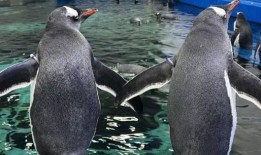 举世闻名的同性巴布亚企鹅夫妇之一的斯蒂芬在悉尼水族馆去世