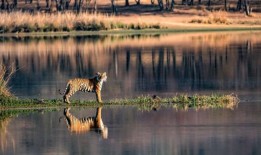 非洲之外的九个狩猎度假目的地