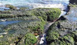 阿利坎特的海藻拯救：利用海藻保护眼睛健康