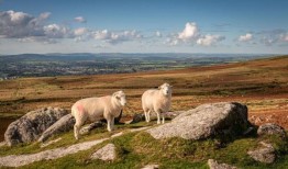 英国农民因放牧羊群“不断啃食”而受到威胁