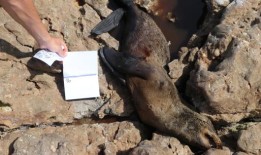 科学家说，狂犬病正在南非海豹中蔓延