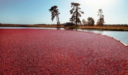 蔓越莓汁确实可以帮助治疗尿路感染，并减少对抗生素的依赖