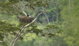 墨西哥第一个黑白相间的鹰巢是研究人员的宝库